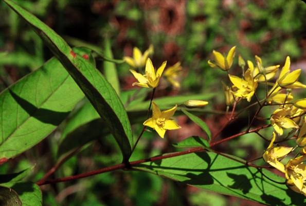 {Lysimachia fraseri}